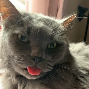 Meet your Posher, Quinn